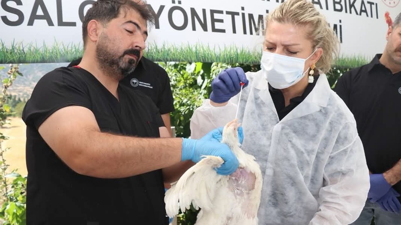 Küllük köyünde ekipler kuş gribi için sahada hazırlandı