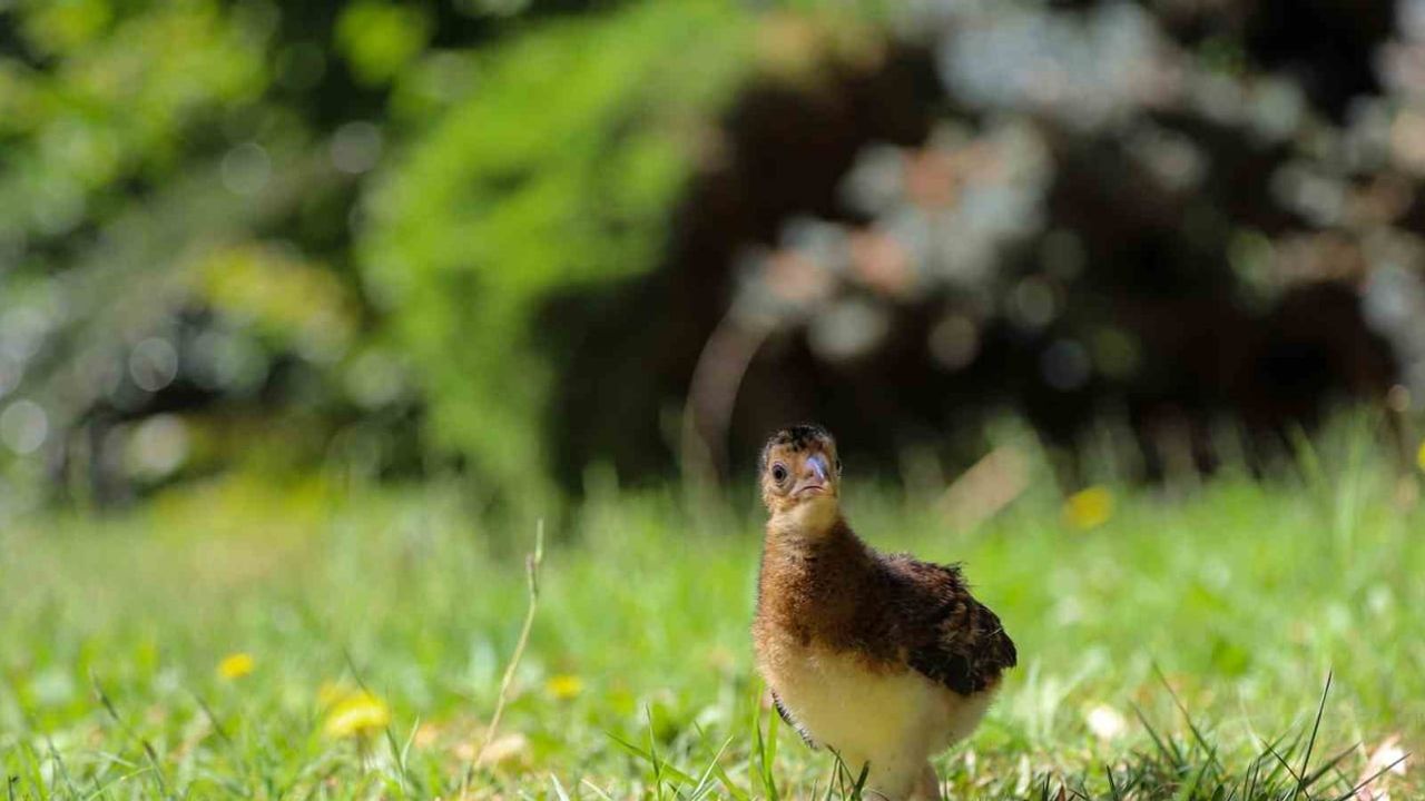 Kuluçkadan çıkan Kuzey Miğferli Hokko, türün korunmasına umut verdi