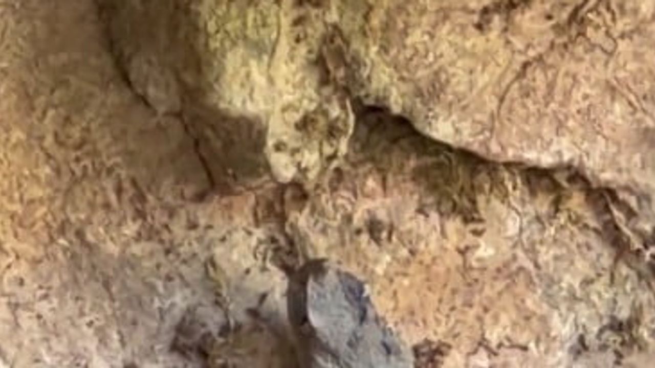 Küre Dağları'nda koruma altındaki boynuzlu engerek görüntülendi