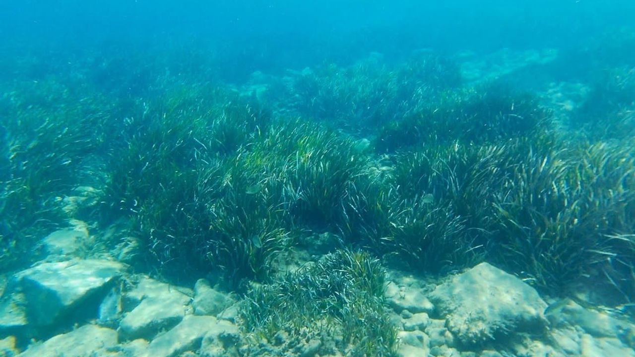 Kuşadası körfezi'nde trol ağlarına bağlı şüpheyle dört deniz kaplumbağası öldü