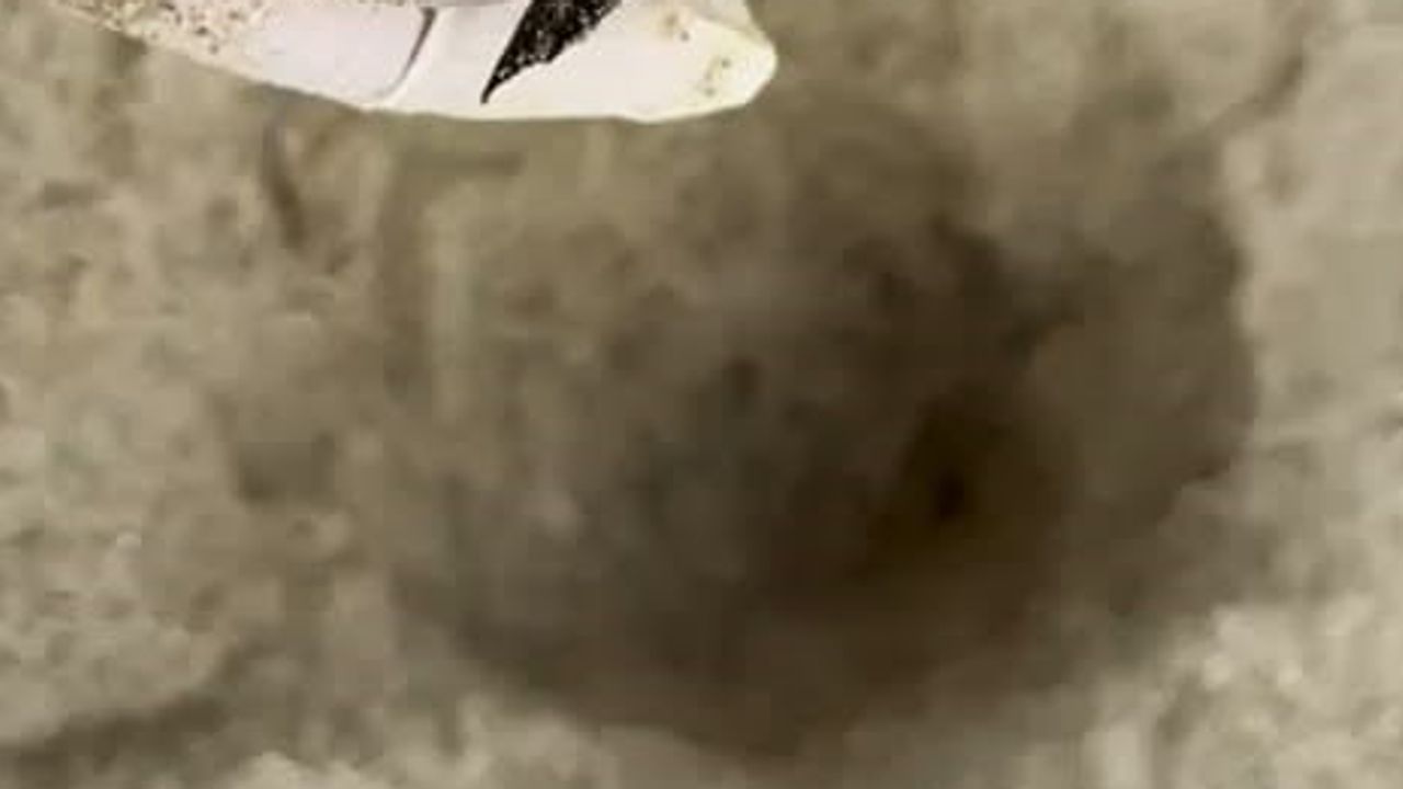 Kuşadası'nda koruma dışı yuva sürprizi: 59 caretta caretta denize ulaştı