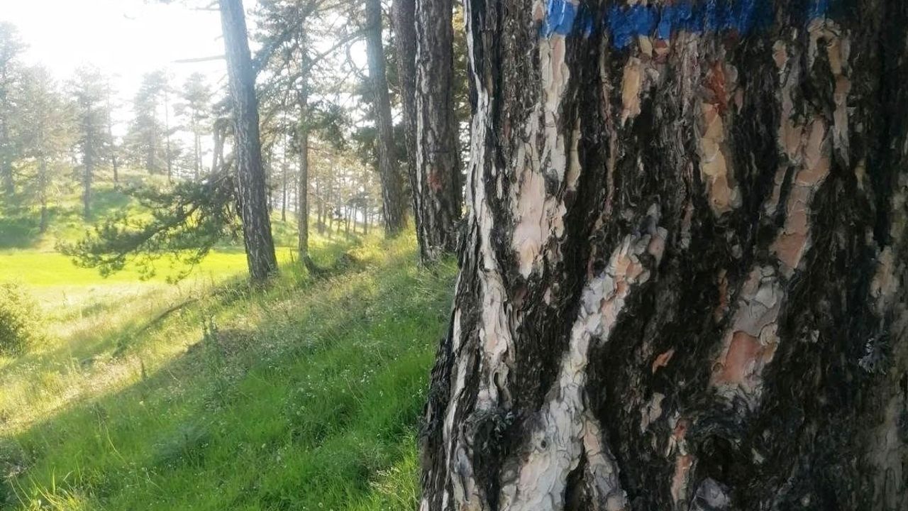Kütahya'da ormanların durumu 145 noktalık envanterle belirlendi