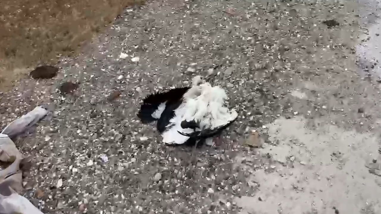 Kütahya'da Vefa Mahallesi'nde leylek ölümleri soruşturuluyor