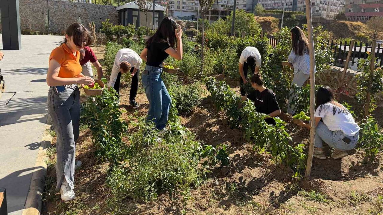 Kütüphane bahçesinden sofraya: öğrenciler kendi sebzelerini yetiştirdi