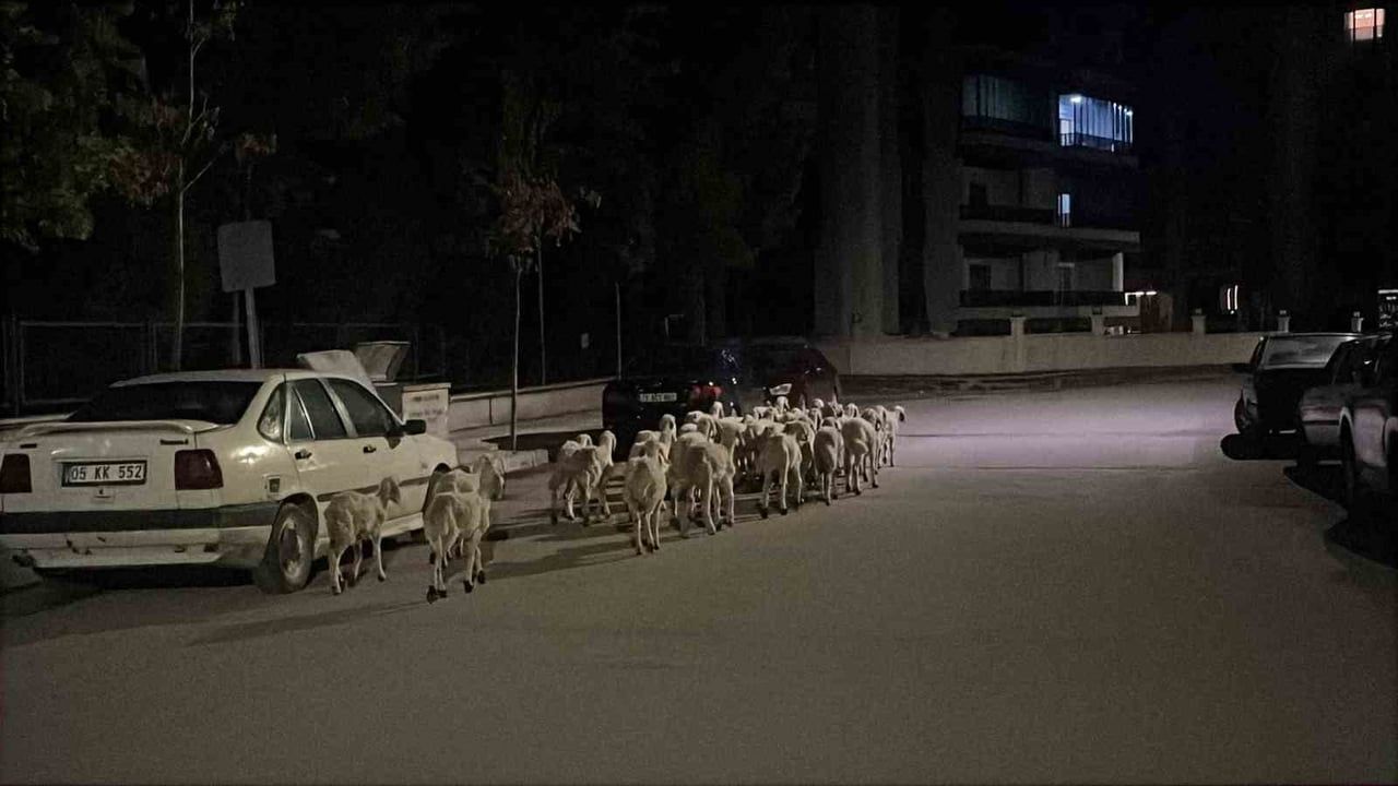 Mahallede sürü seferberliği: kaçan koyunlar boş arazide toplandı