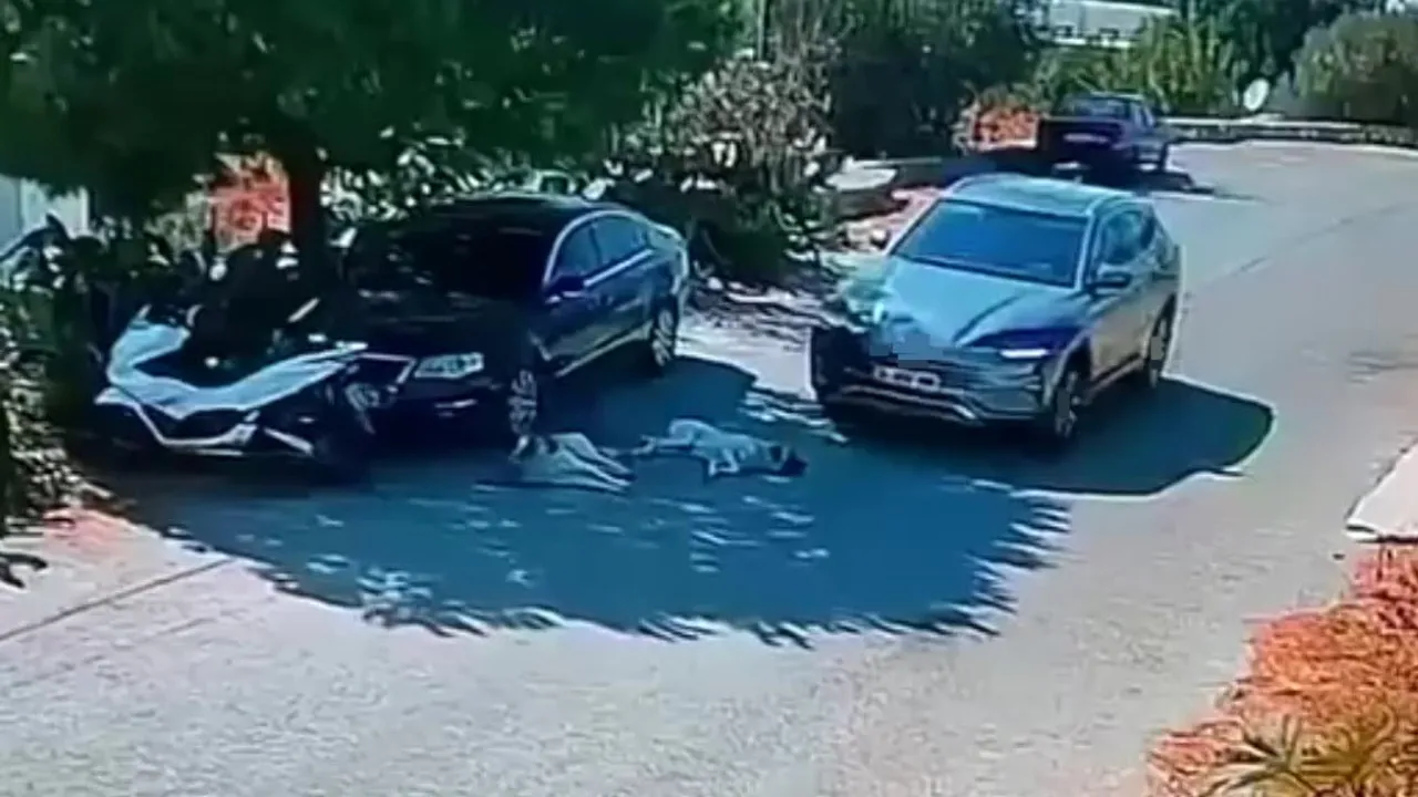 Mahallede yatan köpeklerin üzerinden geçen araç tedirginlik yarattı