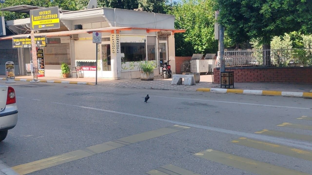 Mahallenin maskotu karga, motosikletteki kağıt parayı alıp uzaklaştı