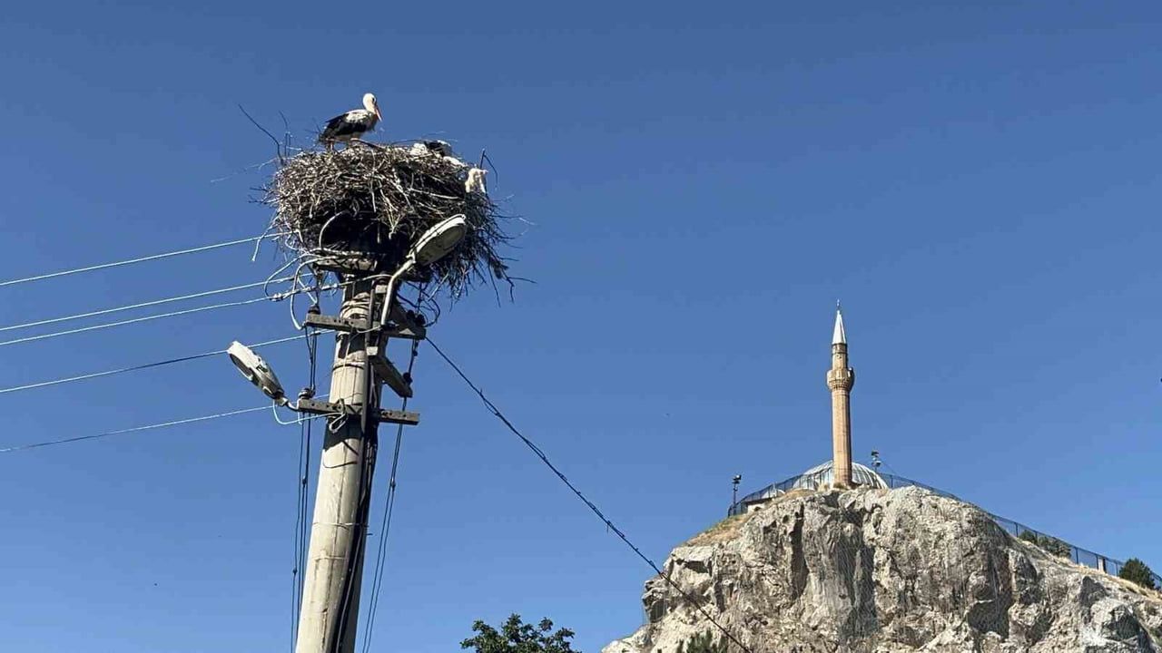 Mahallenin uzun soluklu misafirleri: direk üzerinde leylek ailesi kuşaktan kuşağa yuvalanıyor