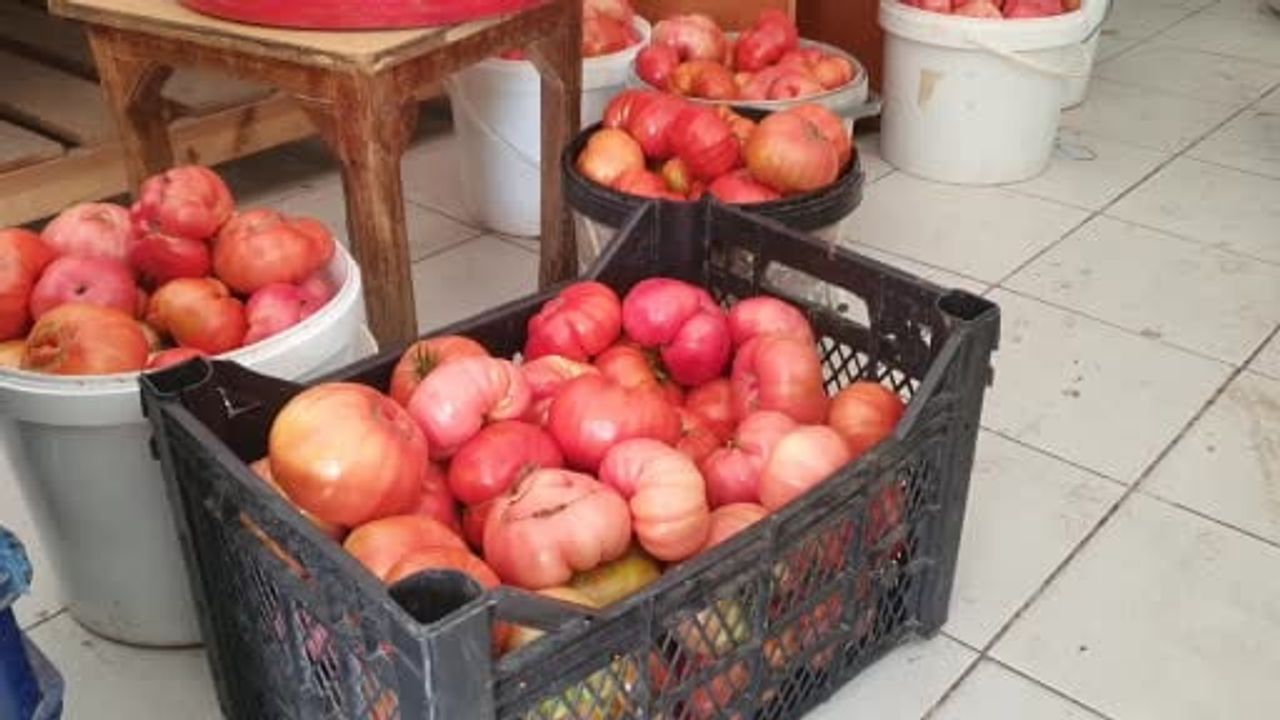 Mahman'da ata tohumu domatesleri doğal yöntemle 1,2 kilograma ulaşıyor