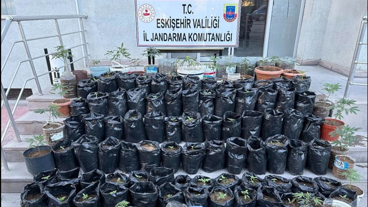 Mahmudiye'de saksılarda yetiştirilen 161 kök kenevirle yapılan operasyon tutuklamayla sonuçlandı