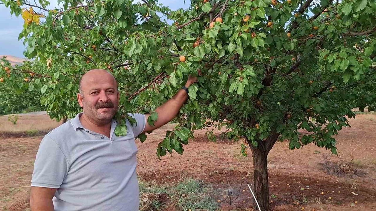 Malatya'da hasat bitse de dalında kalan geç olgunlaşan kayısılar ilgi çekiyor