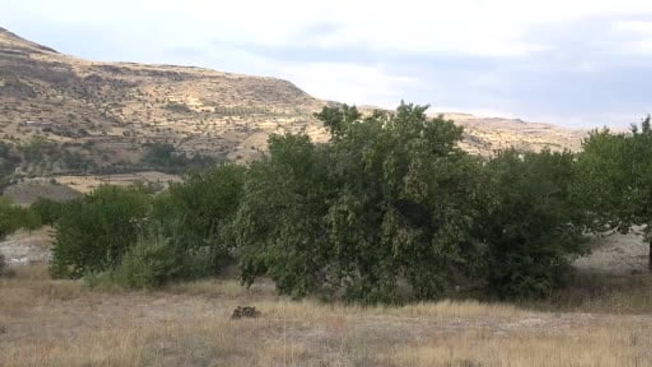 Malatya'da yüksek rakımlı Akçadağ bal armudu hasadı başladı