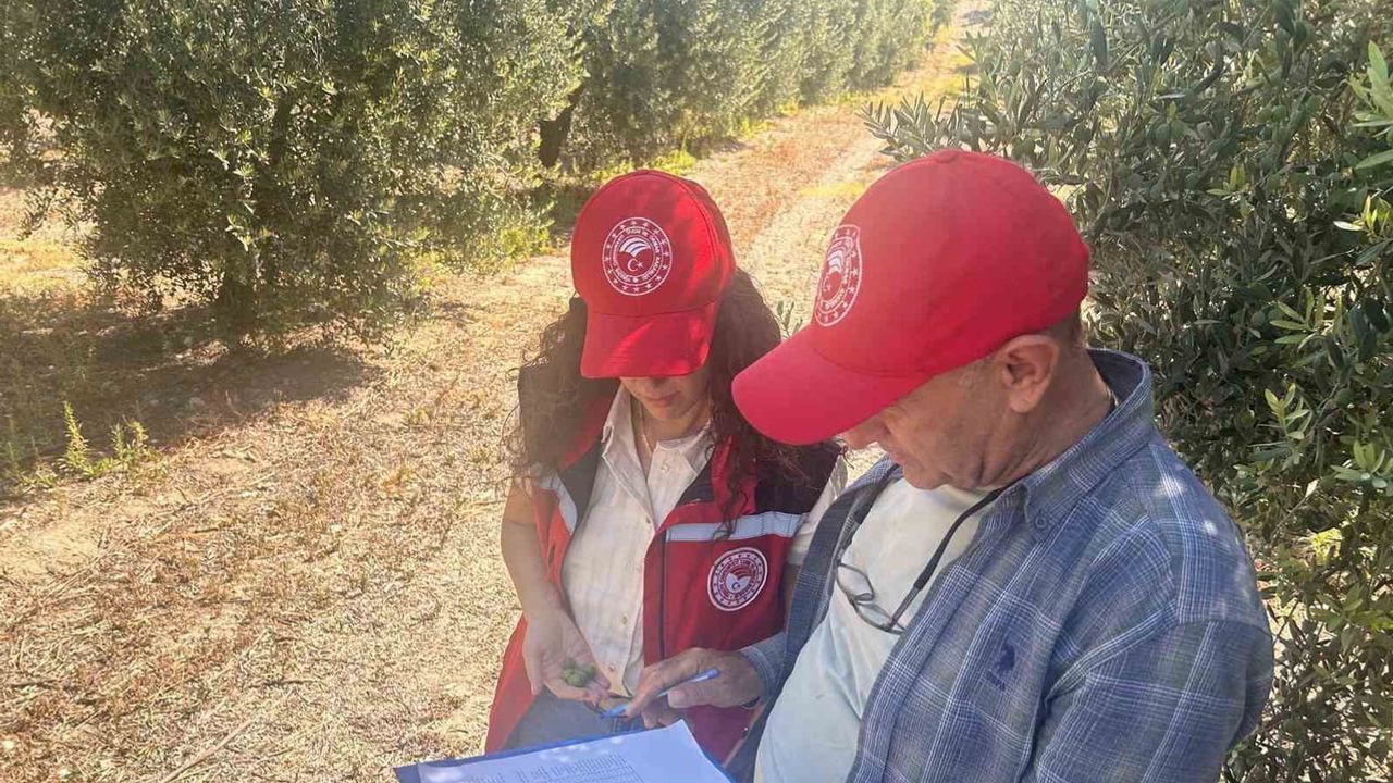 Manisa'da zeytin ve zeytinyağı rekoltesi tarlada belirleniyor