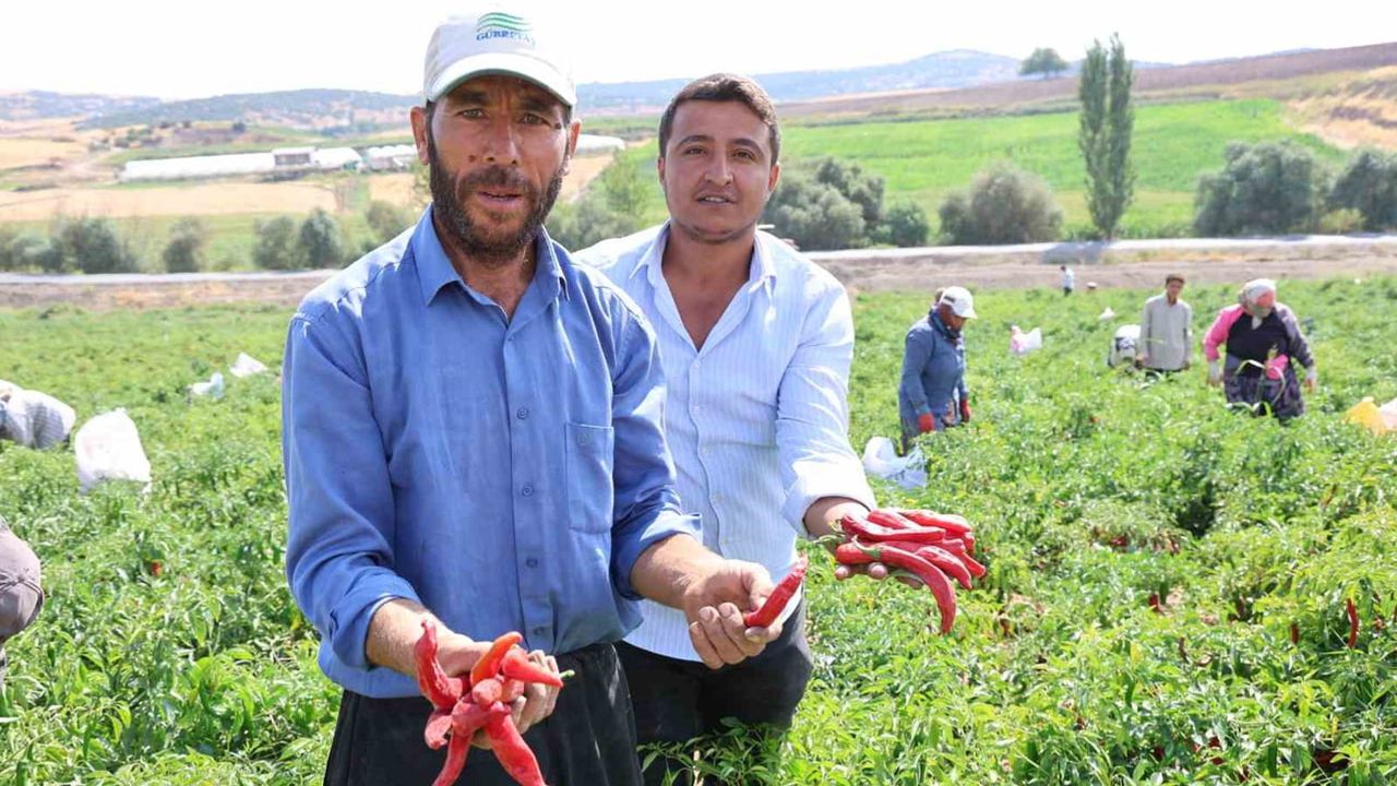 Maraş biberinde güneşte kuruma dönemi tarladan ihracata uzanıyor