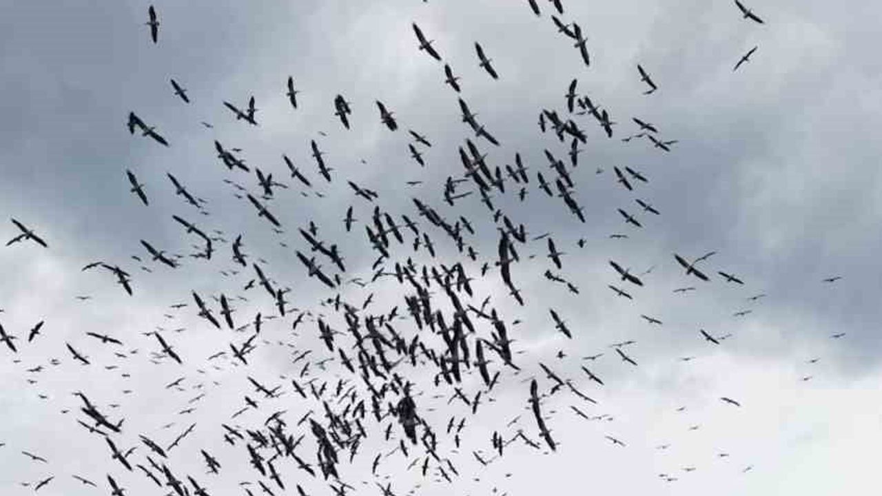 Marmara'da Paşalimanı açıklarında yüzlerce kuşun senkron dansı