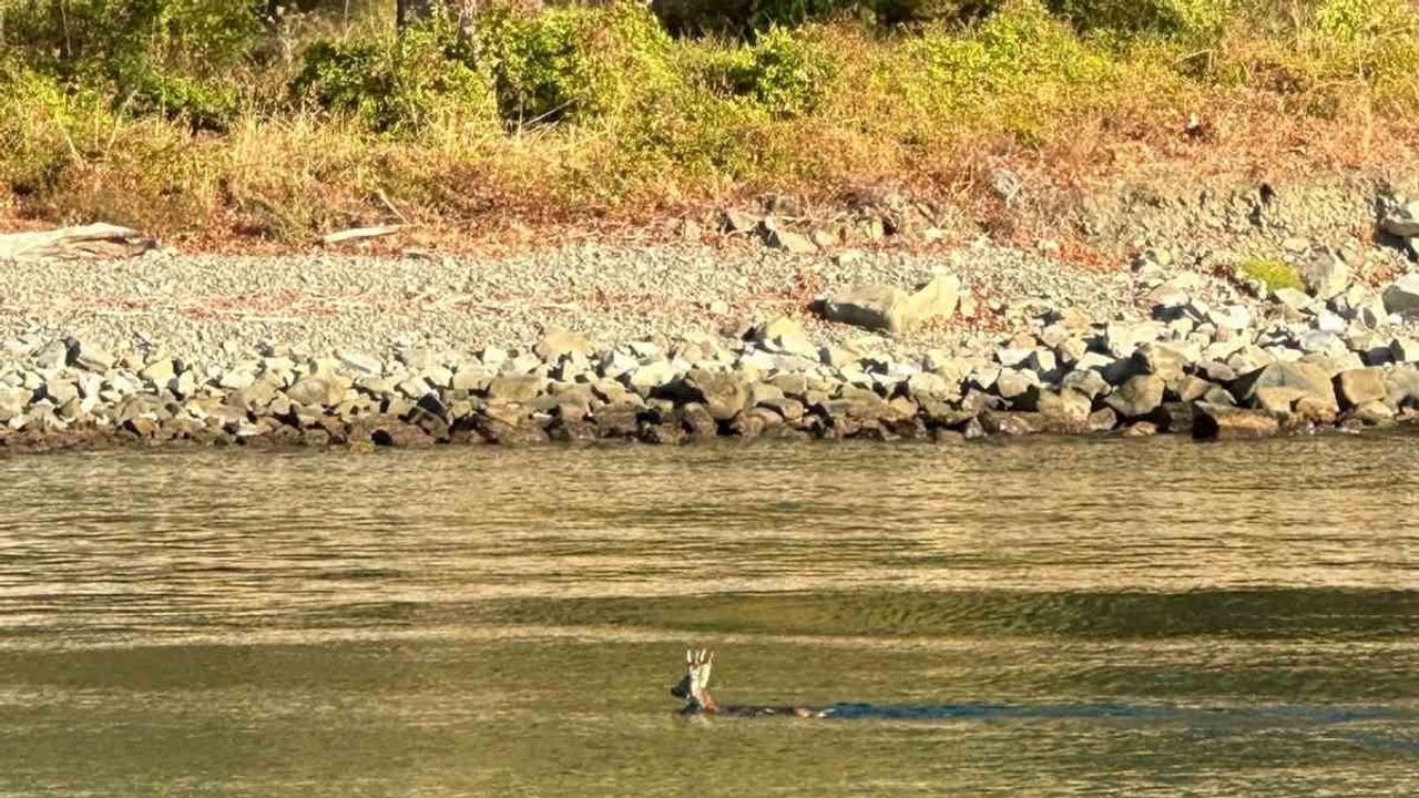 Marmara'da yüzerek görülen karaca merak uyandırdı