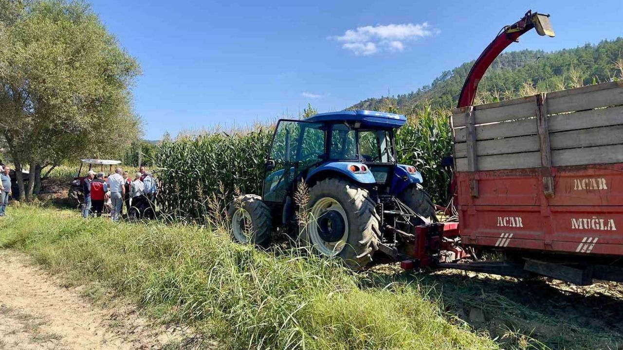Menteşe üreticilerine silaj yapımıyla verim artışı hedefi