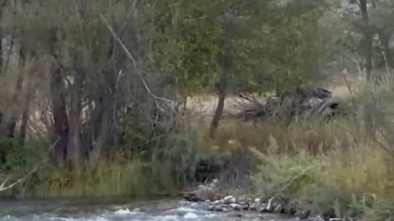 Mercan Deresi'ni akıntıya rağmen geçen yaban domuzunun görüntüleri