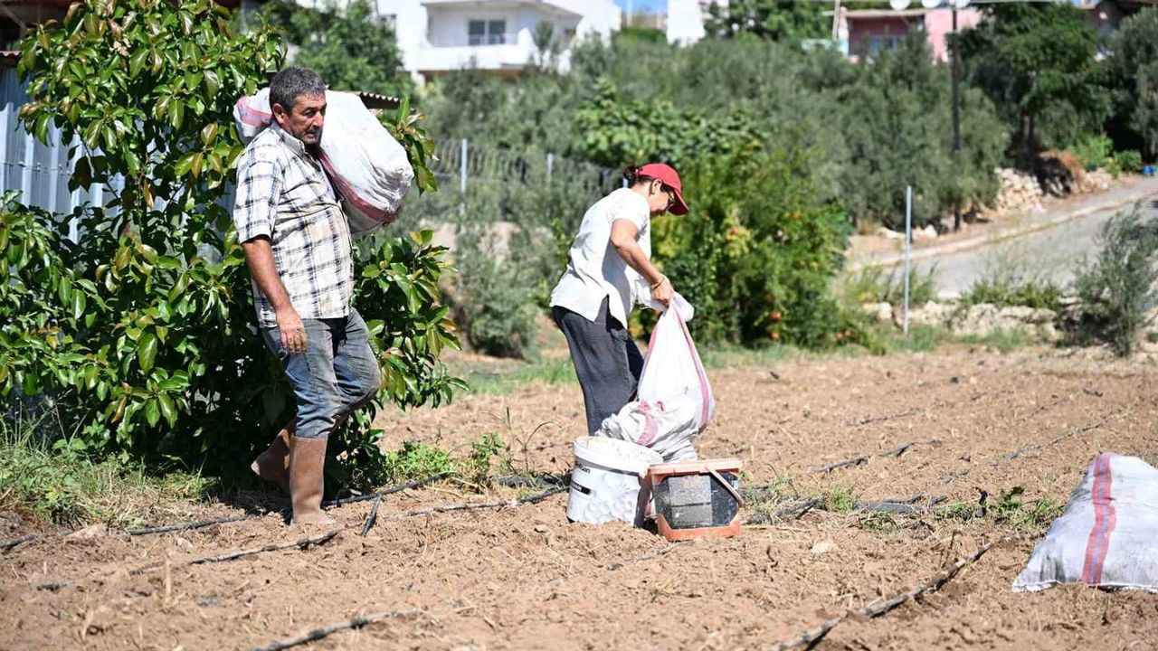 Mersin'de enginarla sürdürülebilir üretime adım: 10 üreticiye 10 bin yumru