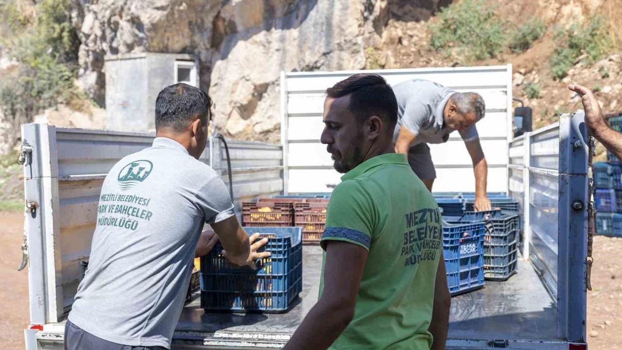 Mezitli Kent Lokantası üreticiden alınan şeftalileri vatandaşa sunacak