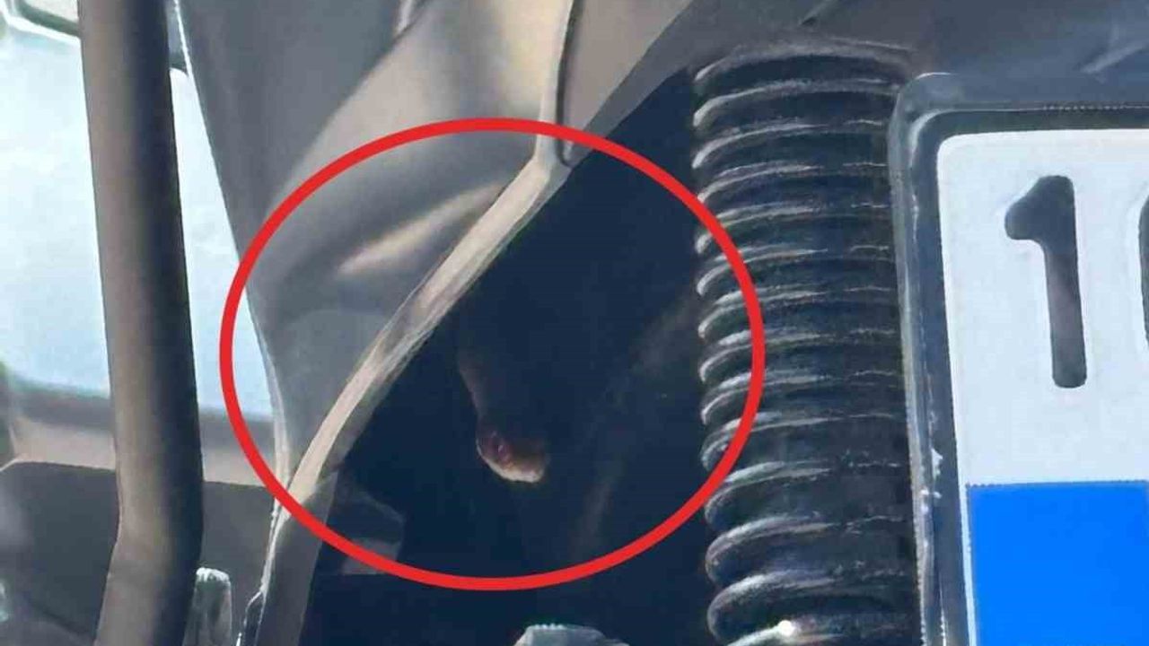 Motosikletten çıkan yılan sürücüyü şoke etti