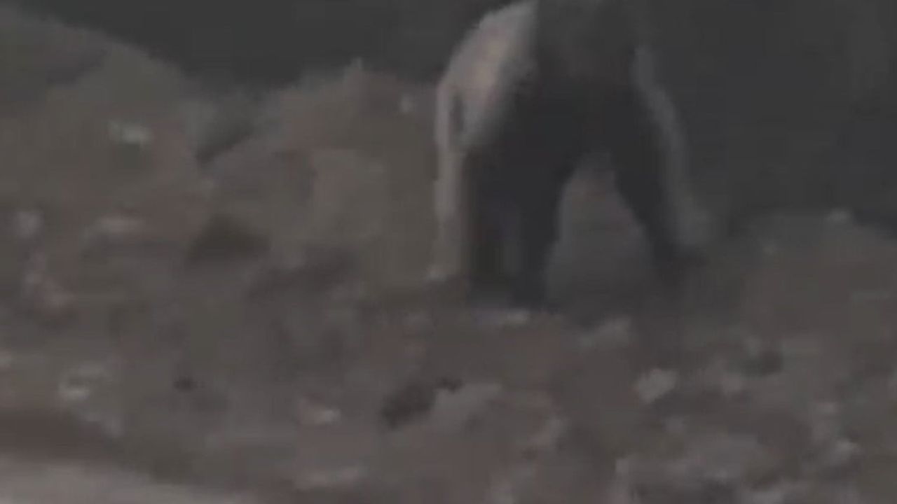 Mudurnu'da arkadaş grubu karşılaştıkları ayıyı taşla uzaklaştırdı