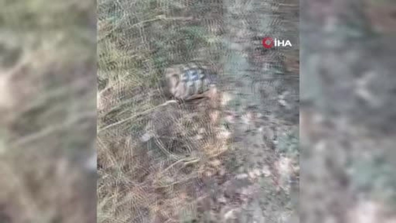 Mudurnu'da yangında muhabirin kaplumbağa kurtarışı