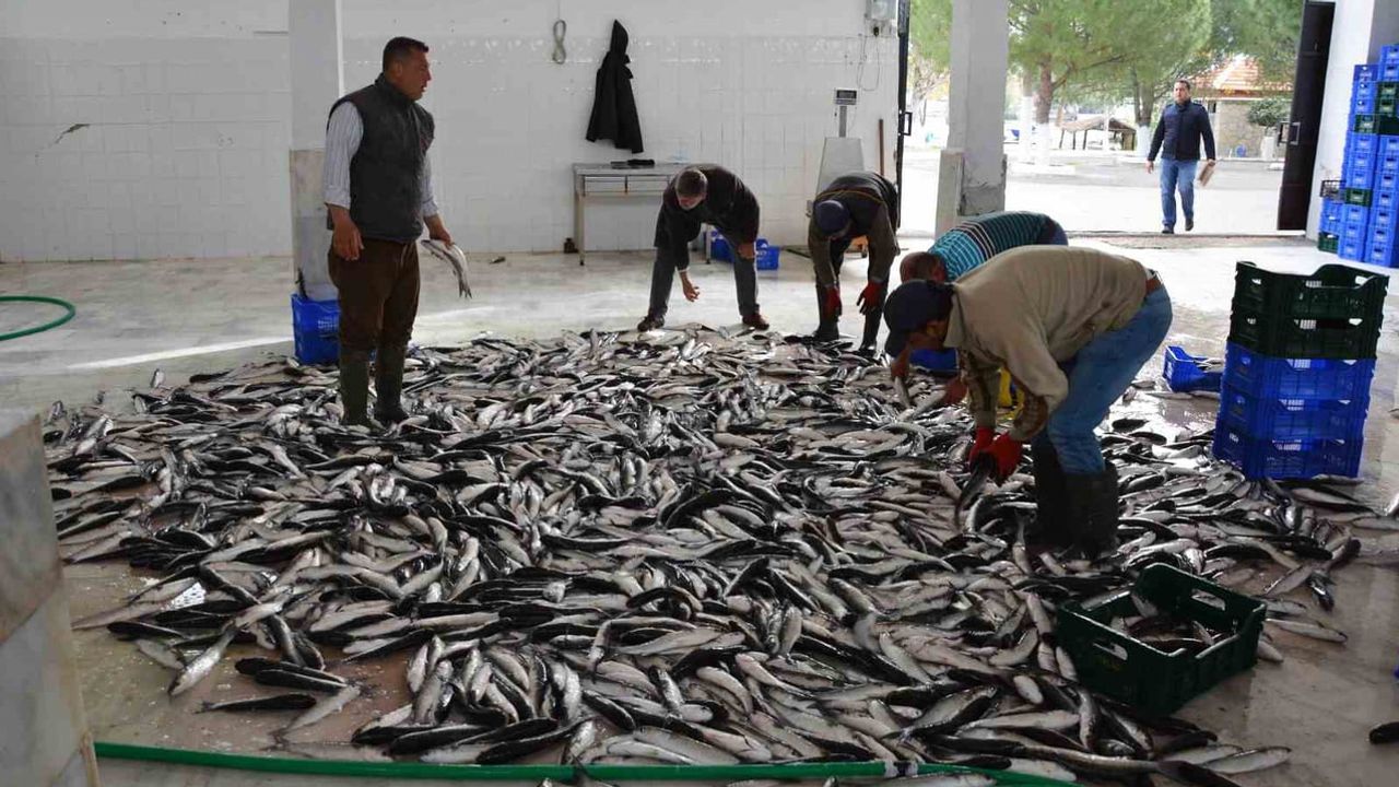 Muğla 1 milyar doları aşarak Ege ihracat artışına öncülük etti