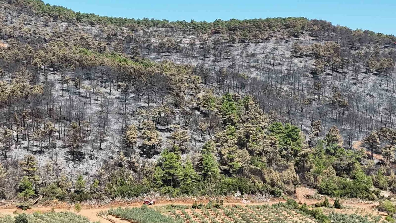 Muğla'da alevlerin geride bıraktığı kara örtü: 150 hektar zarar gördü