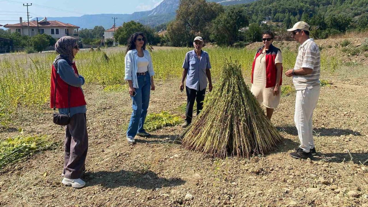 Muğla'da organik susam üreticilerine saha kontrolleriyle destek