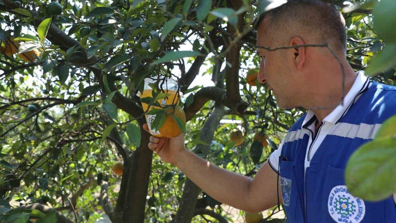 Muğla'da üreticinin emeğini biyoteknolojik tuzaklarla koruma