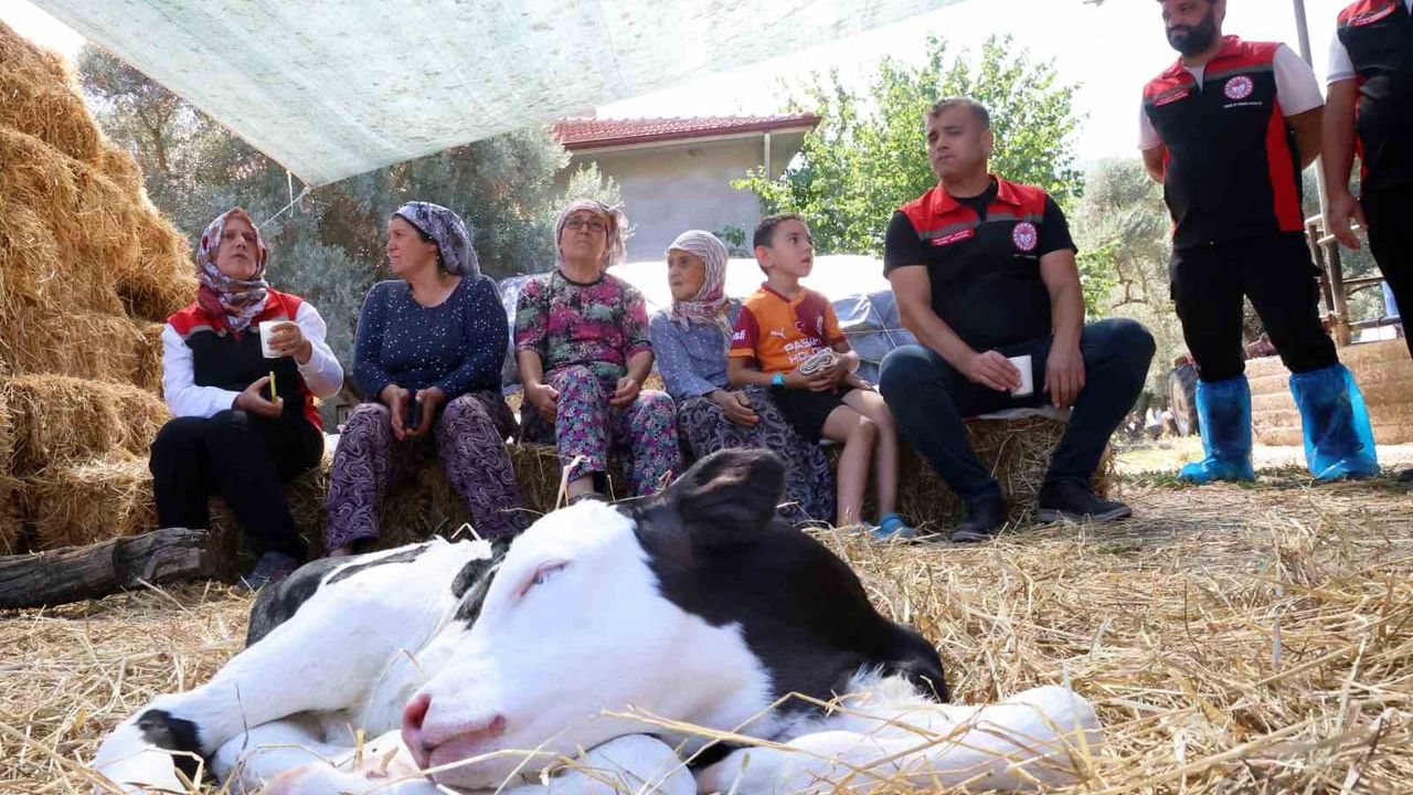 Muğla'da yeni doğan buzağılar için saha seferberliği