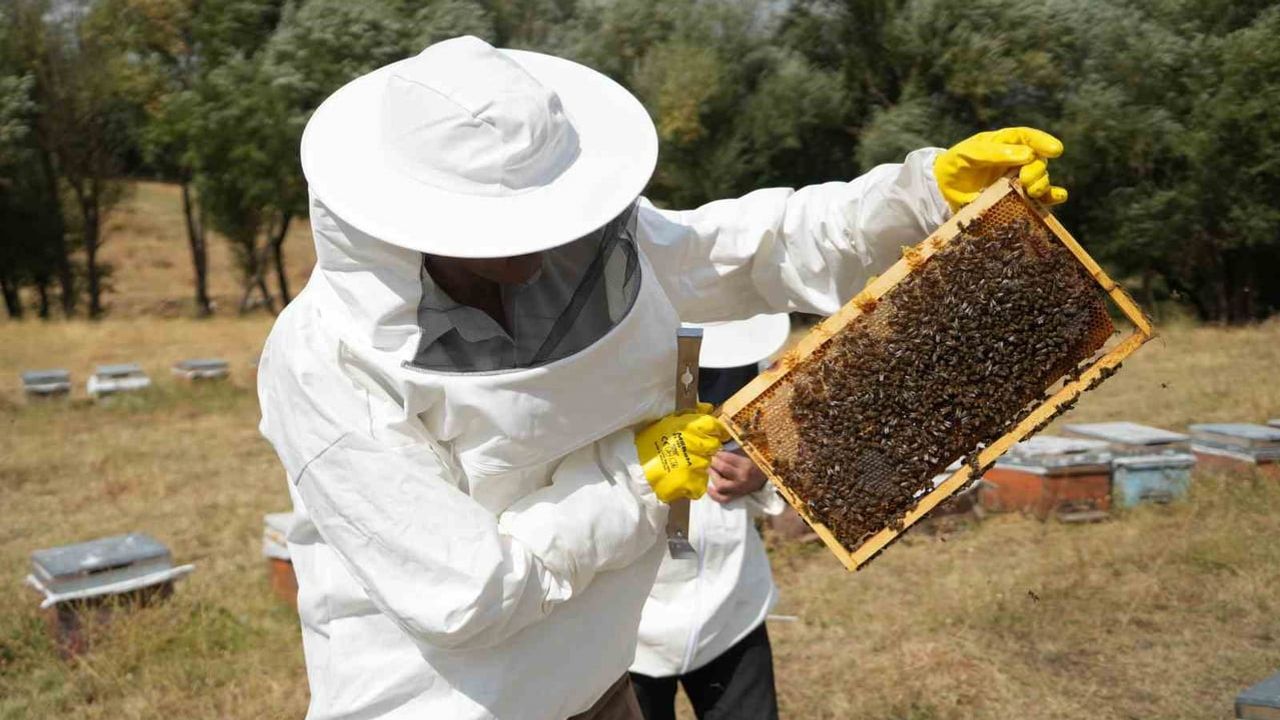 muş ovasında sezon sona erdi: yaklaşık 700 ton bal toplandı