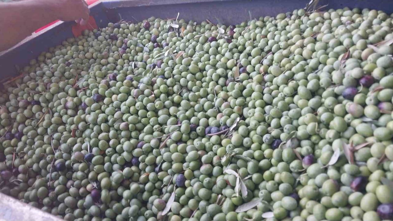 Mut'ta zeytin bereketi ve üretici beklentisi: fiyat 10 ile 60 lira