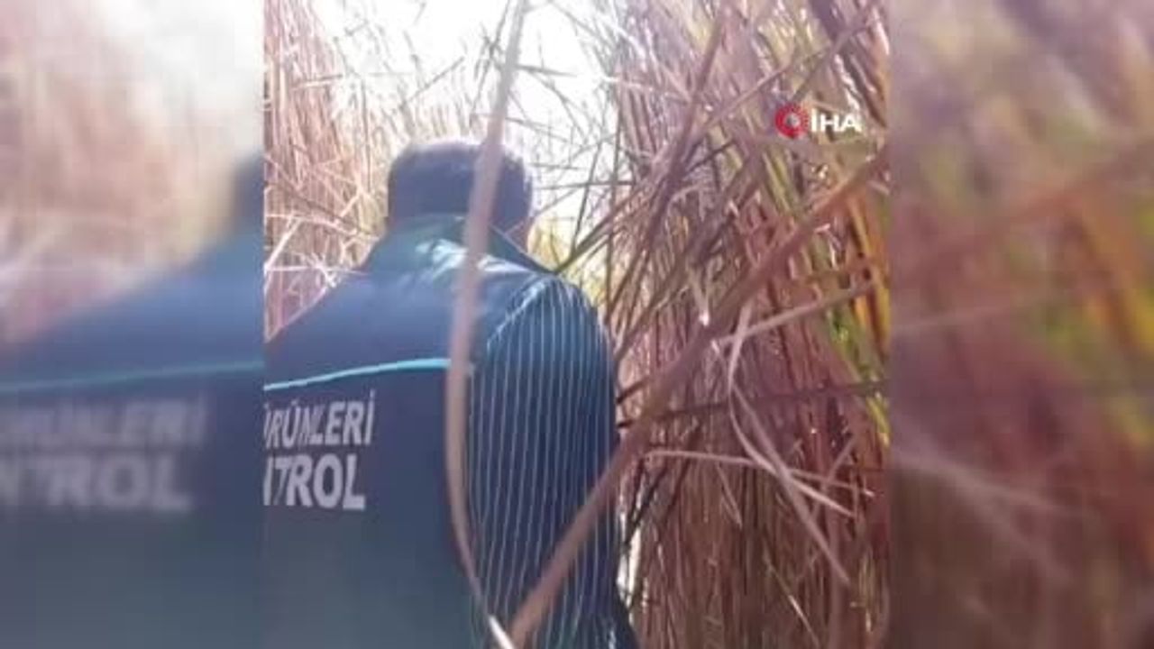 Nehil Sazlığı'nda tankerlerle can suyu operasyonu
