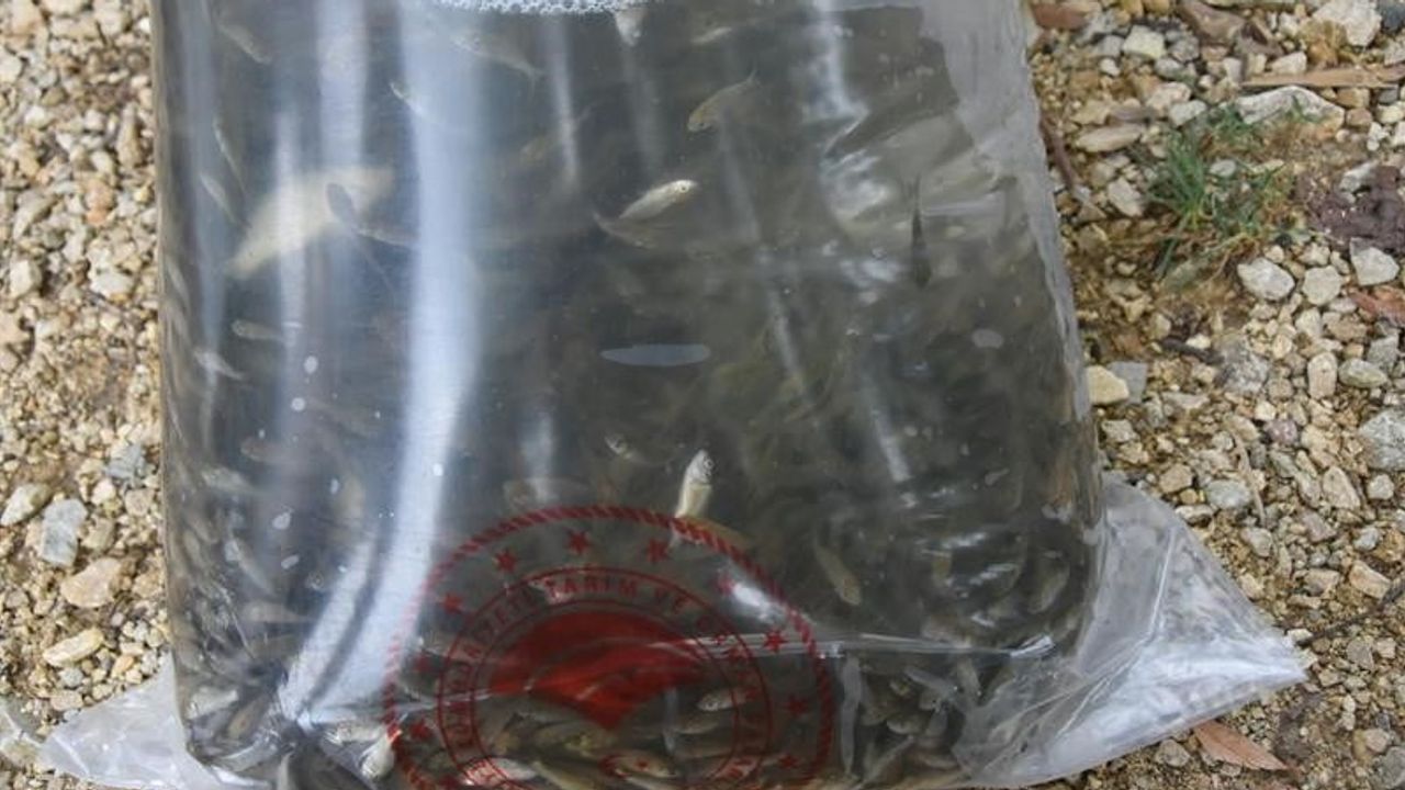 Ordu'nun göl ve göletleri sazanla canlanıyor