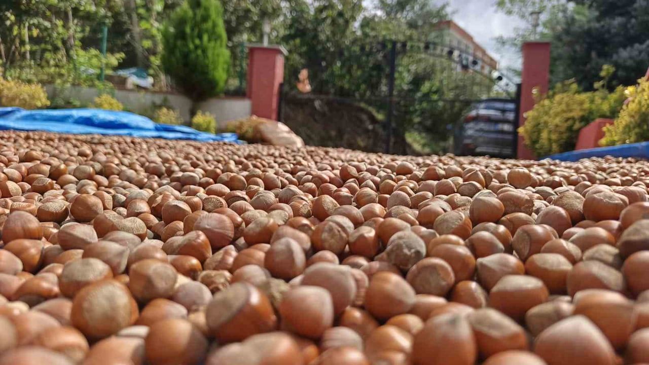 Ordu yaylalarında hasat sonrası fındıklar güneşte kurumaya bırakılıyor
