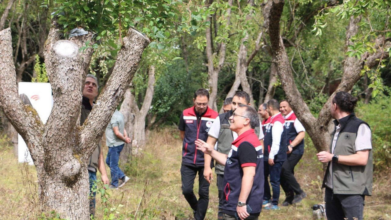 Orman meyveleriyle kırsal ekonomiye kadın eli