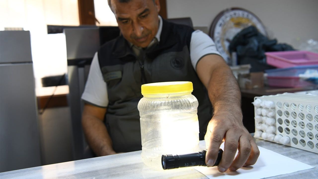 Orman sağlığını böcekler koruyor: laboratuvarda yetişen faydalılar sahaya çıkıyor