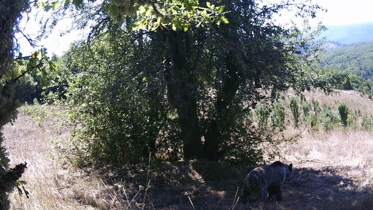 Ormanda armutla karın doyuran ayılar fotokapana takıldı