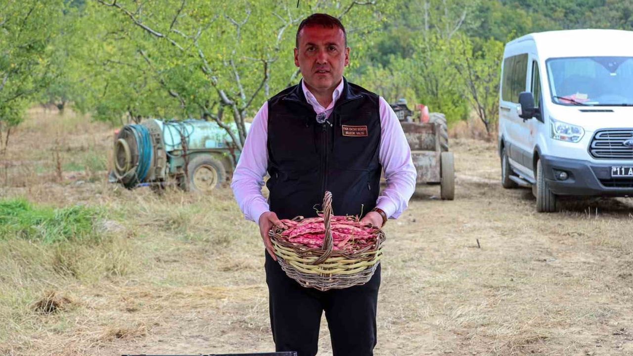 Osmaneli'nin bereketi: Oğulpaşa'da barbunya hasadı başladı
