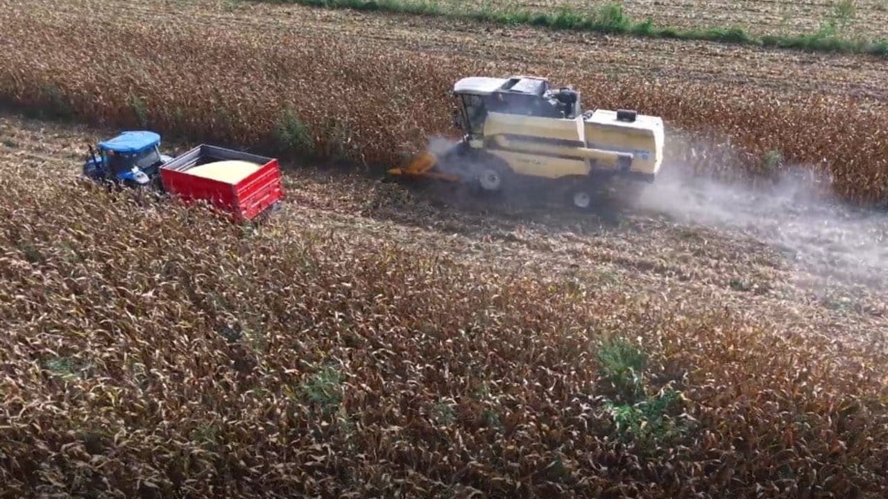 osmaniye’de mısır tarlalarında hasat başladı, üreticiler dolu etkisini konuşuyor