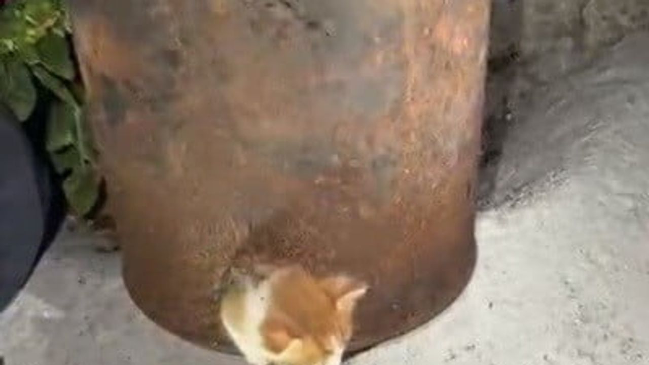 Osmaniye'de soba kovasına sıkışan yavru kedi itfaiye tarafından kurtarıldı