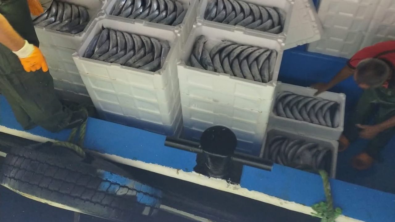 Palamut bereketiyle İnebolu limanı yeni sezona başladı