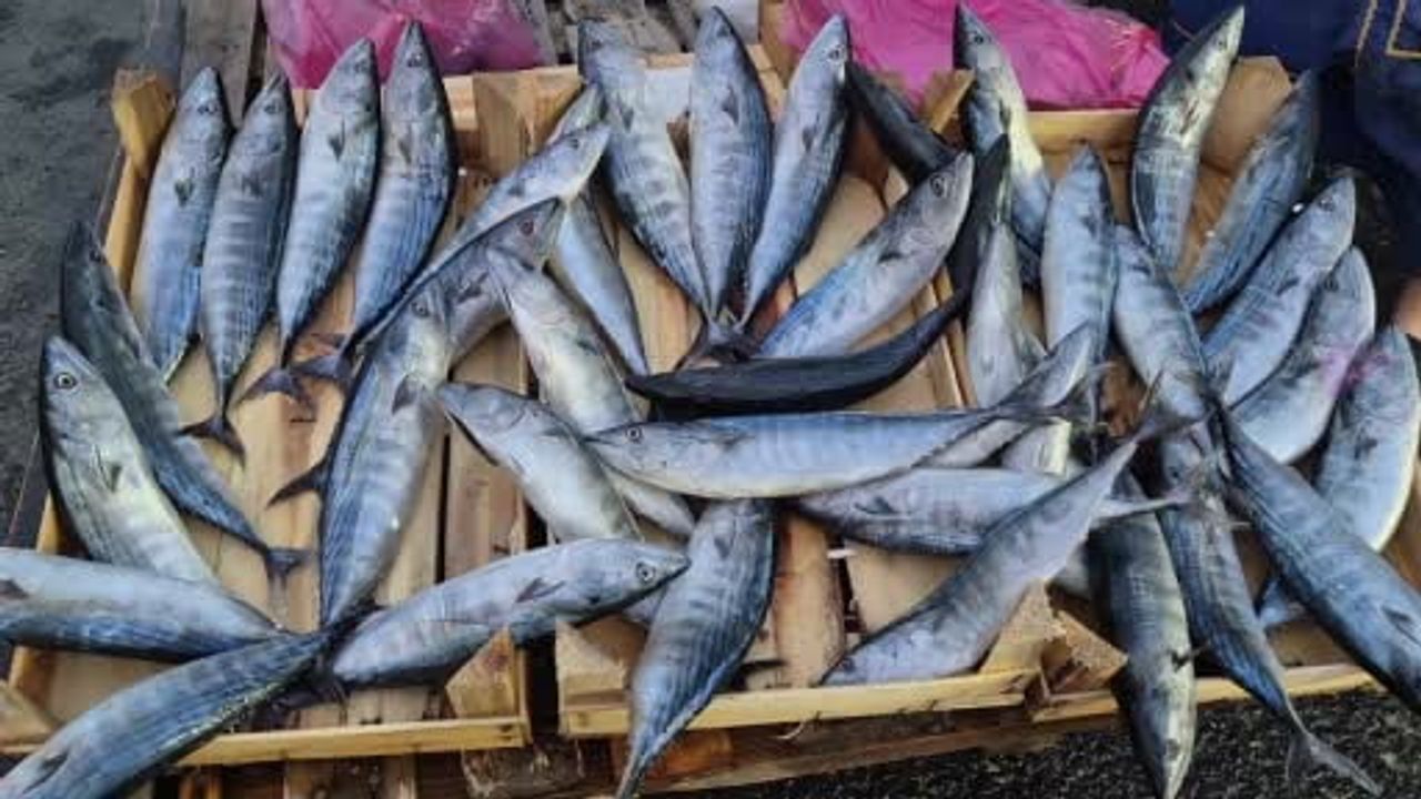 Palamut bolluğu Tekirdağ pazarlarında fiyatları aşağı çekti