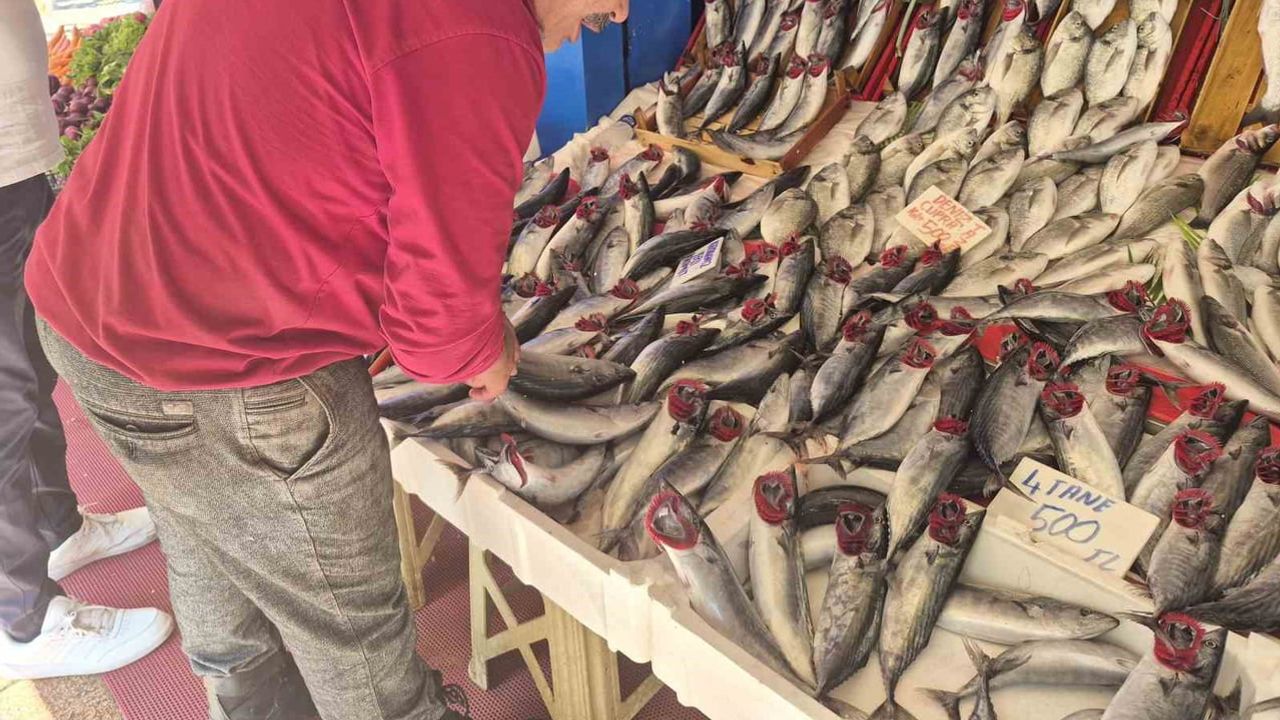 Palamut bu sezon hamsiyi geride bırakarak tezgahların yıldızı oldu