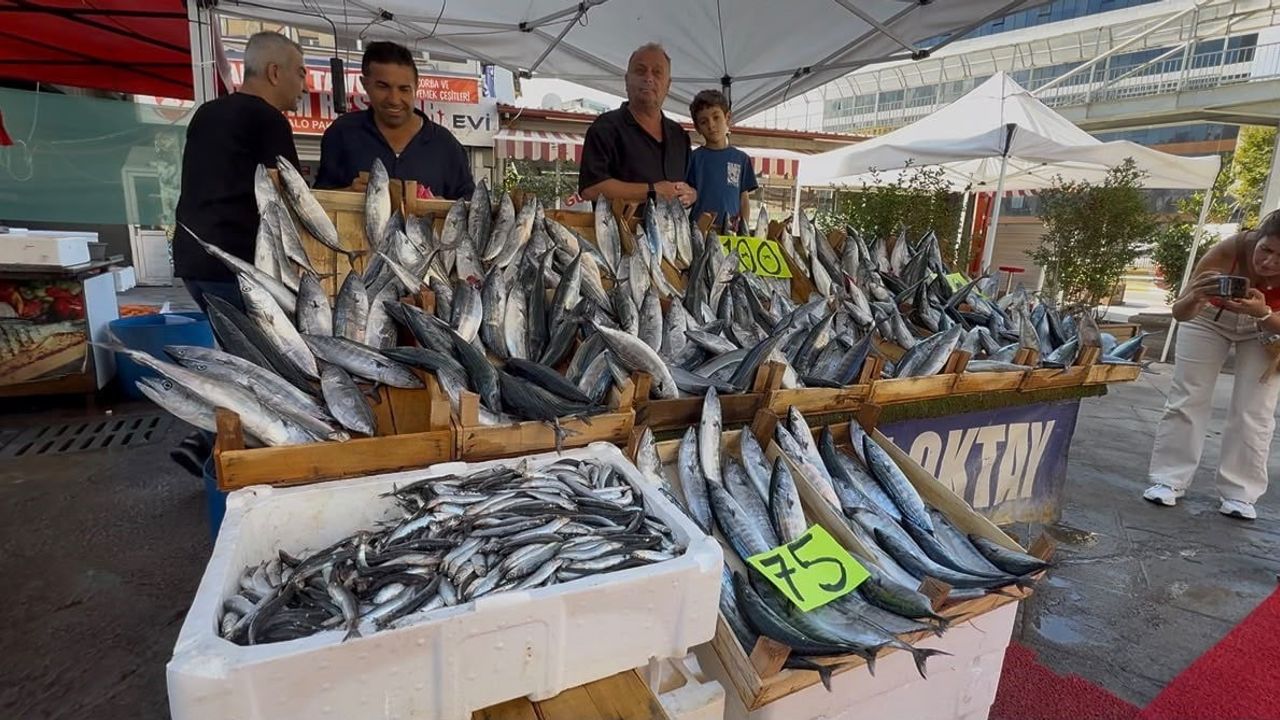 Palamut sezonu Zonguldak'ta bütçeye dost başladı