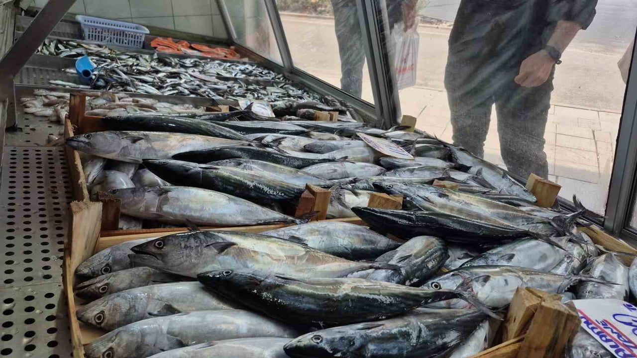 Palamut ve hamsi bolluğu Düzce tezgahlarını canlandırdı