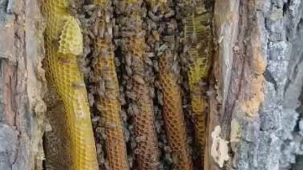 Palu'da ağaç kovuğundan çıkan kilolarca bal ilgi gördü