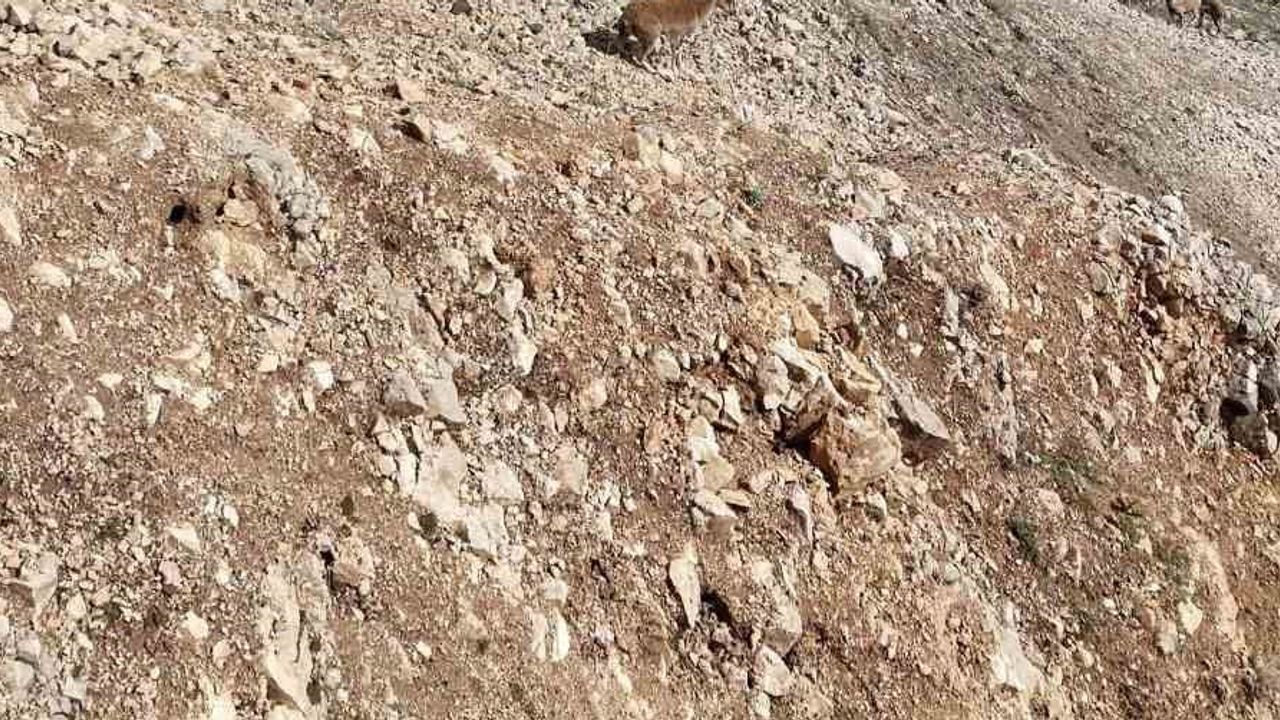 Palu kalesi eteklerinde kayalıkların sessiz misafirleri: dronla görüntülenen dağ keçileri